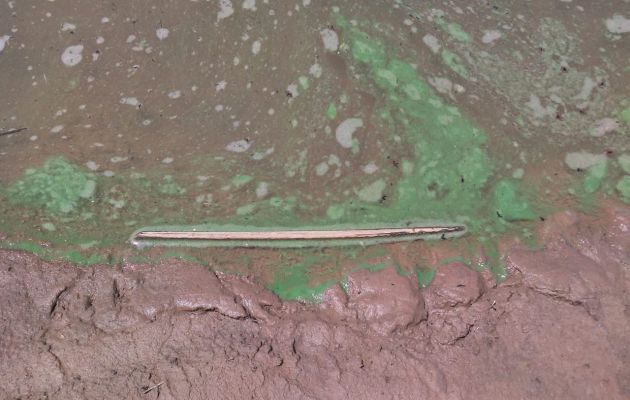 La presencia de cianobacterias altamente tóxicas para los humanos y la fauna es causada por la contaminación