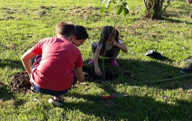 La plantación se dará en el Paseo Público 1.