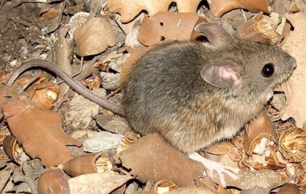 Continúa la campaña de vacunación contra el "mal de los rastrojos". 