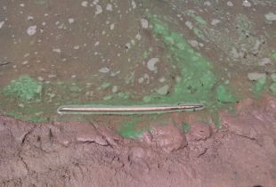 La presencia de cianobacterias altamente tóxicas para los humanos y la fauna es causada por la contaminación
