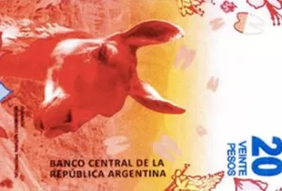 El guanaco, reconocido por su capacidad para escupir, la imagen para reemplazar a Vuelta de Obligado en el billete de 20 pesos